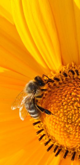 [2436x1125]采蜜 蜜蜂 花粉 黄色 昆虫 苹果手机壁纸图片
