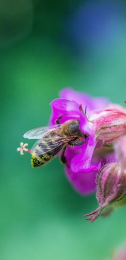 [2436x1125]采蜜 鲜花 花朵 蜜蜂 苹果手机壁纸图片