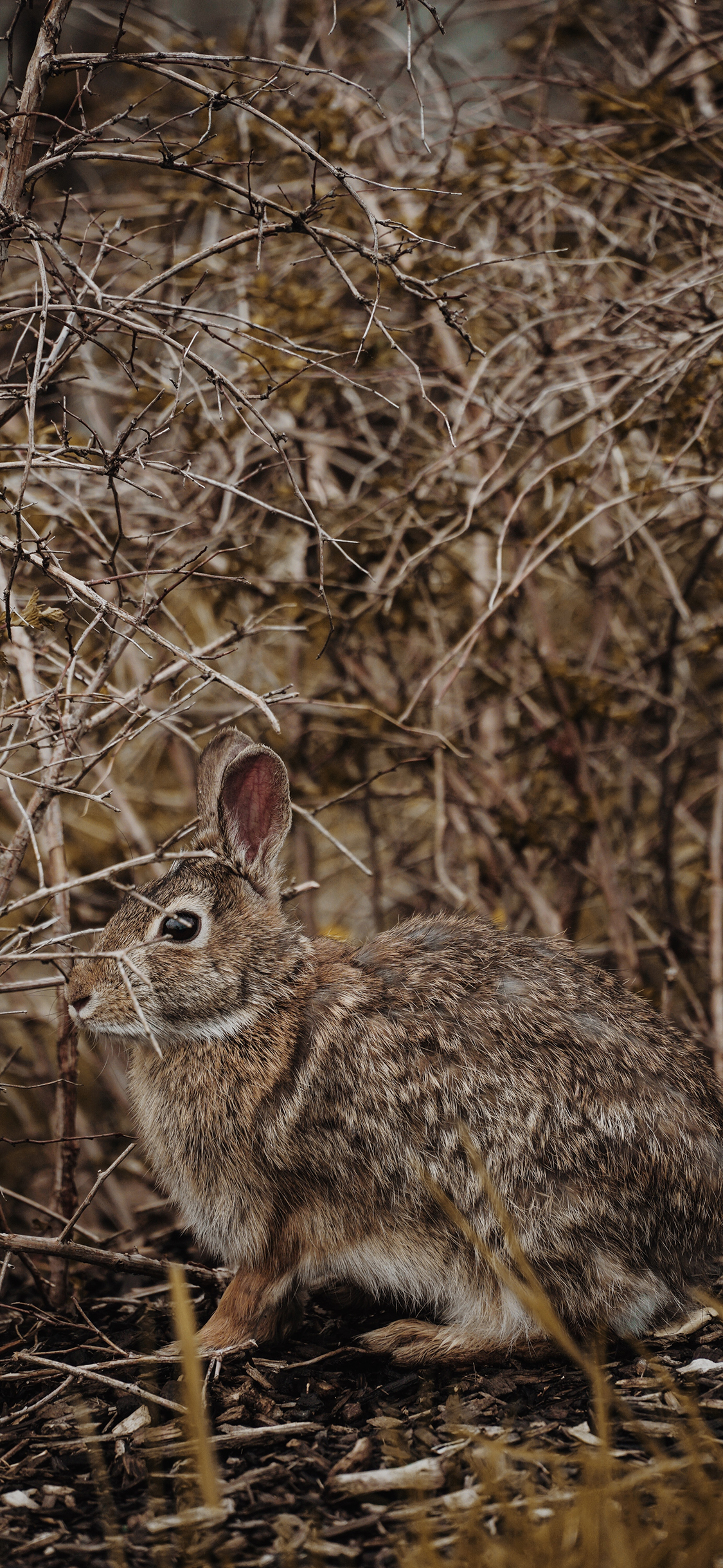 [2436×1125]野兔 兔子 野外 皮毛 苹果手机壁纸图片
