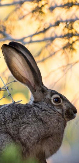 [2436x1125]野外 兔子 黑灰色 长耳朵 苹果手机壁纸图片
