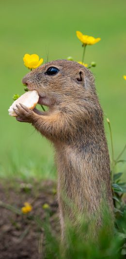 [2436x1125]野外 土地 觅食 鼠类 苹果手机壁纸图片