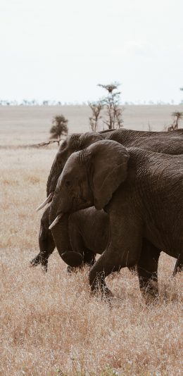 [2436x1125]野外 大象 群居 草地 象牙 苹果手机壁纸图片