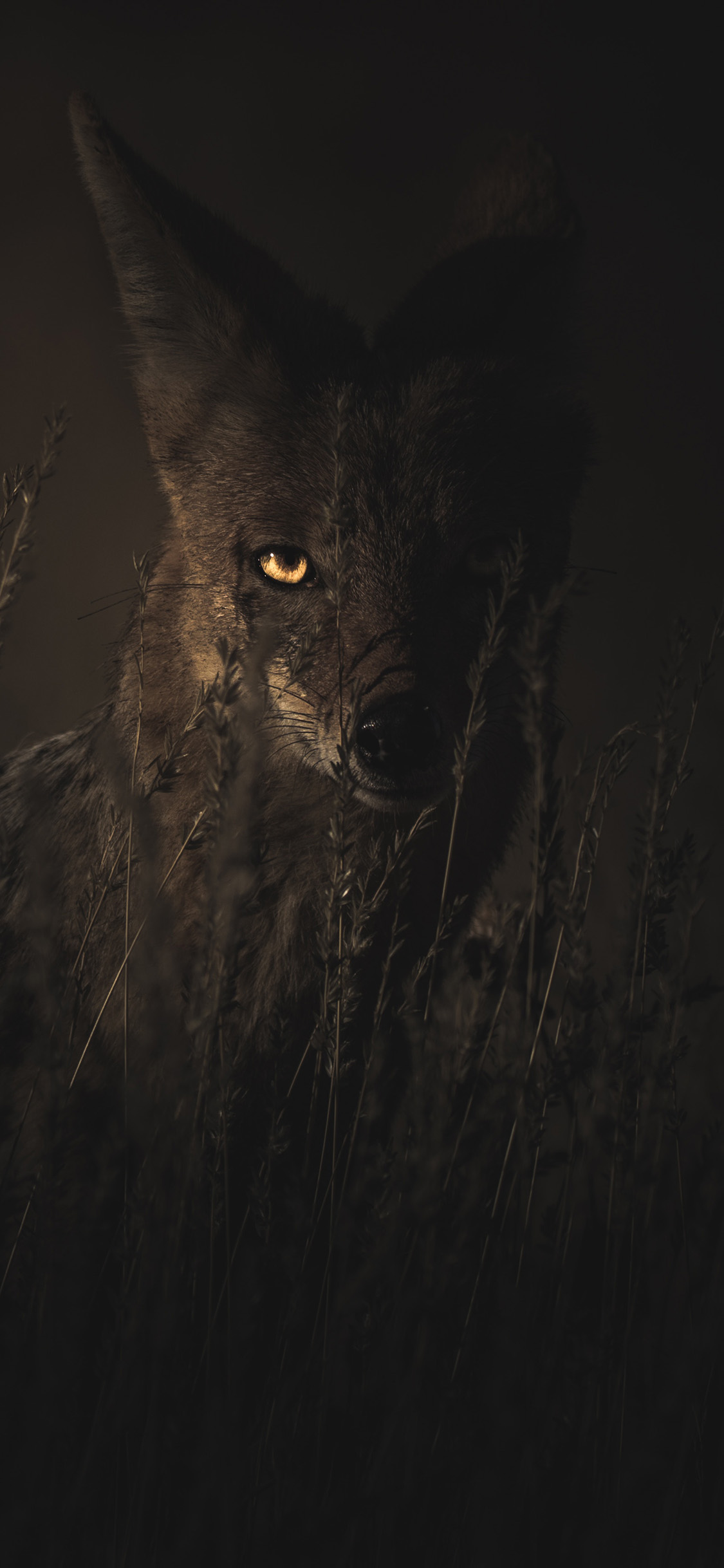 [2436×1125]野外 孟加拉狐 印度狐 苹果手机壁纸图片