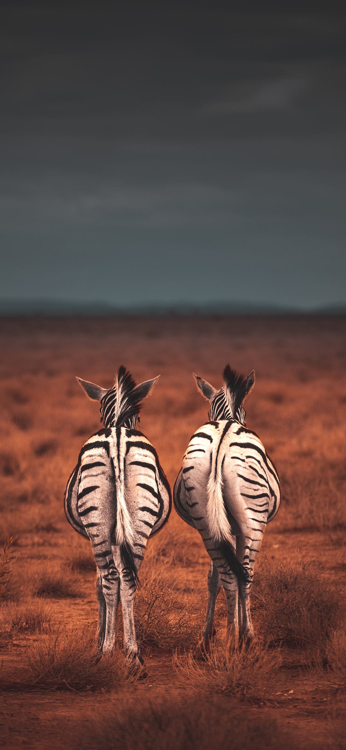 [2436×1125]野外 斑马 屁股 臀部 苹果手机壁纸图片