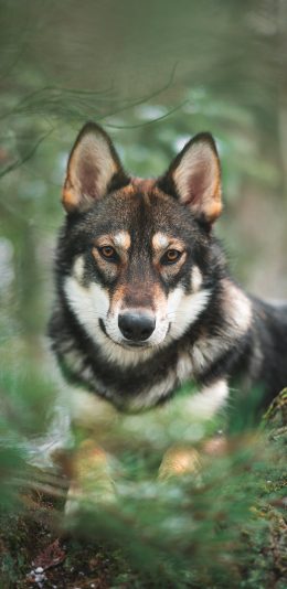 [2436x1125]野外 树林 狼犬 狗 微笑 苹果手机壁纸图片