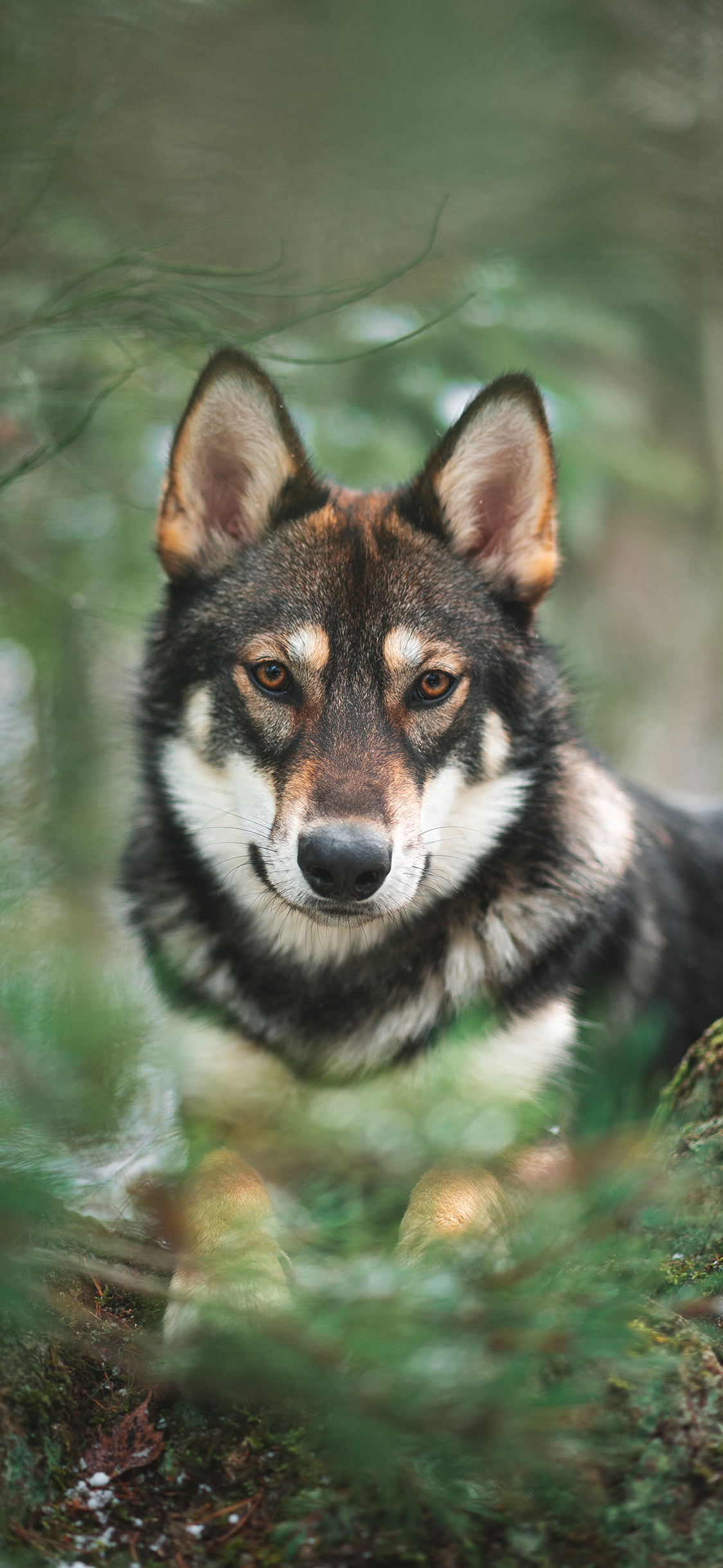[2436×1125]野外 树林 狼犬 狗 微笑 苹果手机壁纸图片