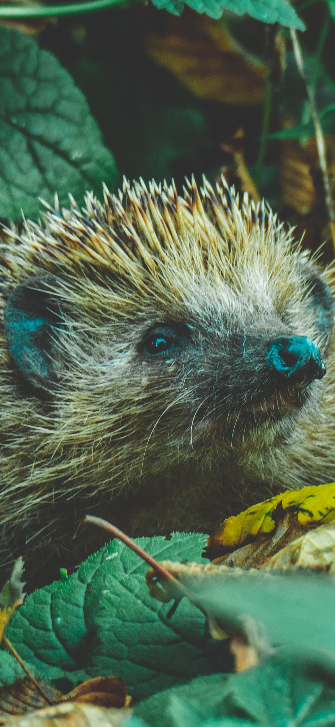 [2436×1125]野外 植物 小刺猬 爬行动物 苹果手机壁纸图片