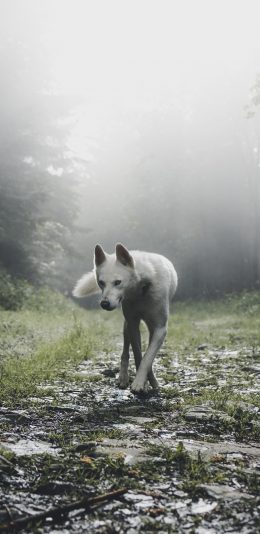 [2436x1125]野外 狼犬 白色皮毛 走位 苹果手机壁纸图片
