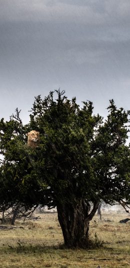 [2436x1125]野外 猛兽 狮子 树上 苹果手机壁纸图片