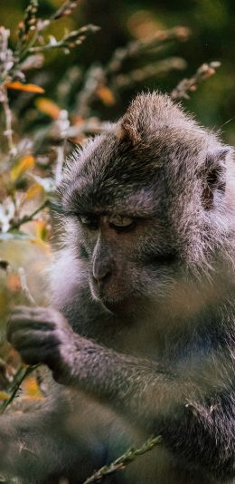 [2436x1125]野外 猴子 枝叶 觅食 苹果手机壁纸图片