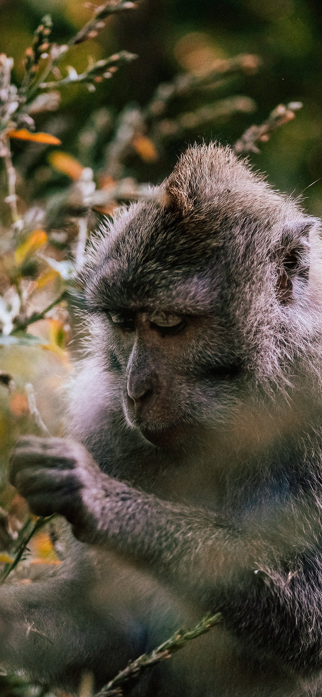 [2436×1125]野外 猴子 枝叶 觅食 苹果手机壁纸图片