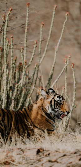 [2436x1125]野外 老虎 侧面 食肉动物 苹果手机壁纸图片