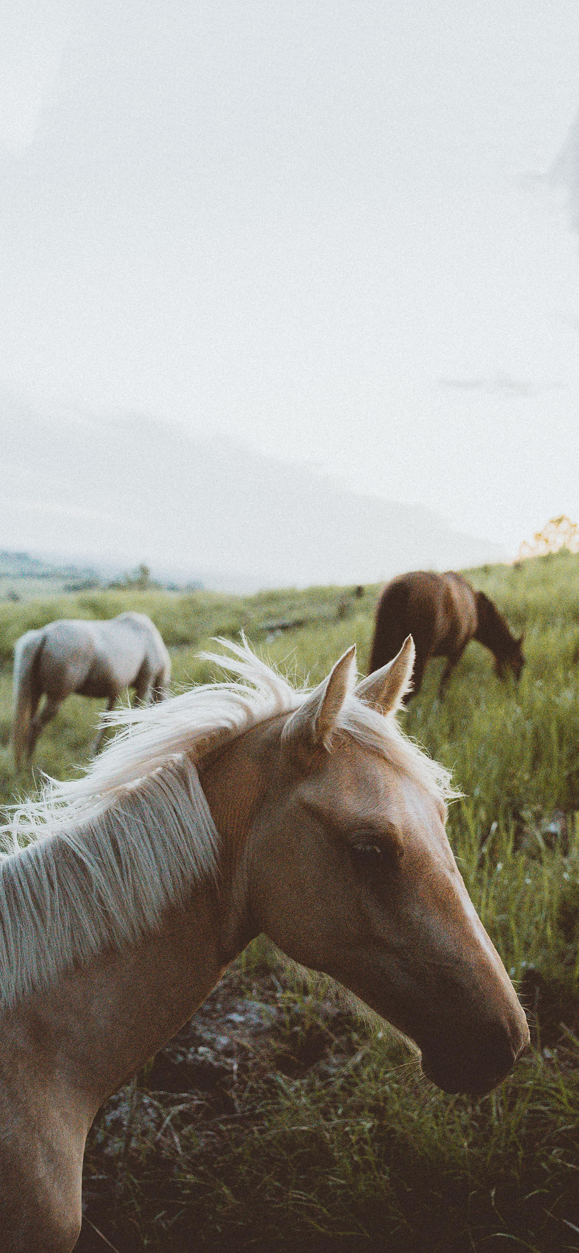 [2436×1125]野外 草地 小马驹 棕色 苹果手机壁纸图片