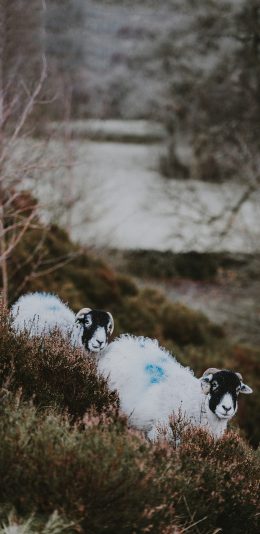 [2436x1125]野外 草地 山羊 黑白 苹果手机壁纸图片