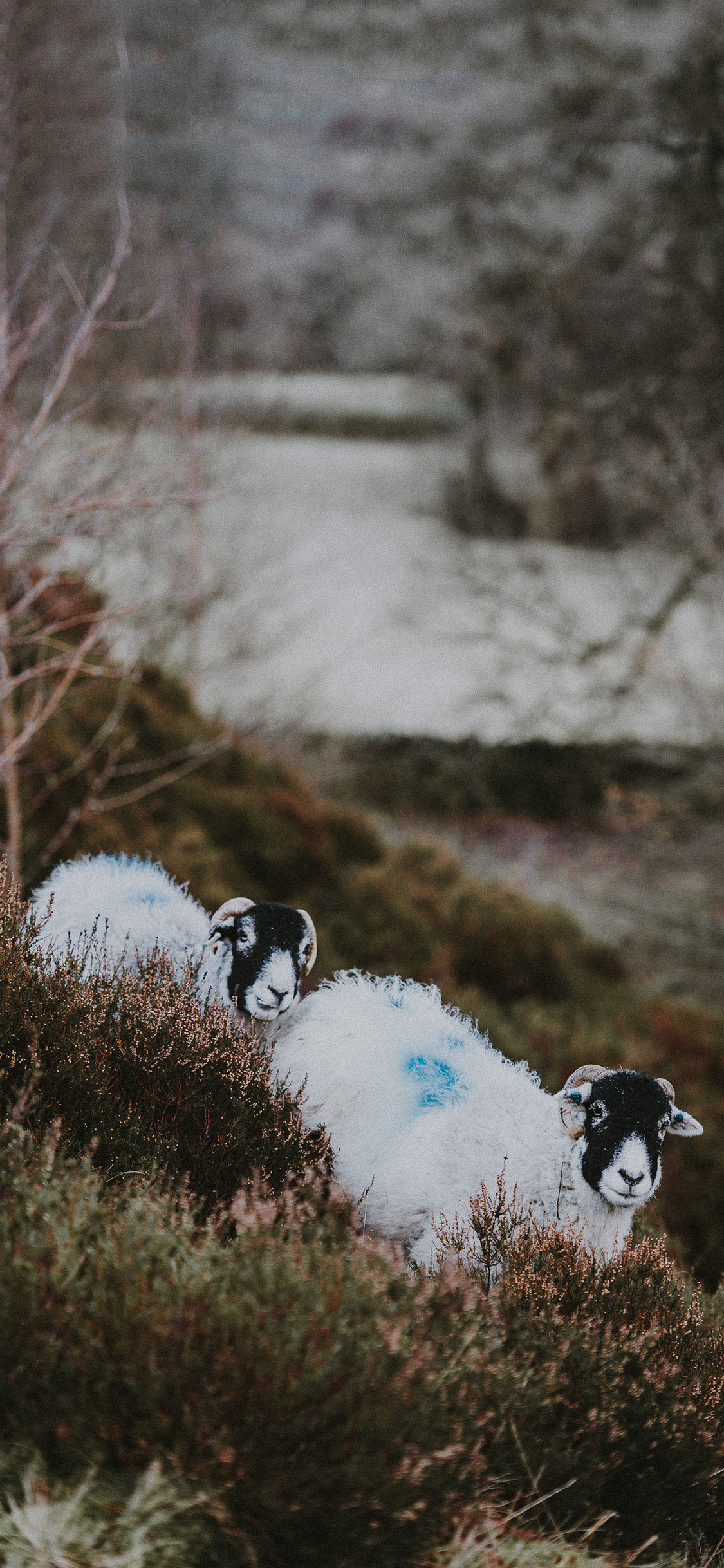 [2436×1125]野外 草地 山羊 黑白 苹果手机壁纸图片