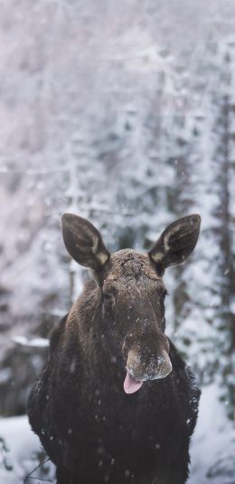 [2436x1125]野外 雪地 驼鹿 呆萌 苹果手机壁纸图片