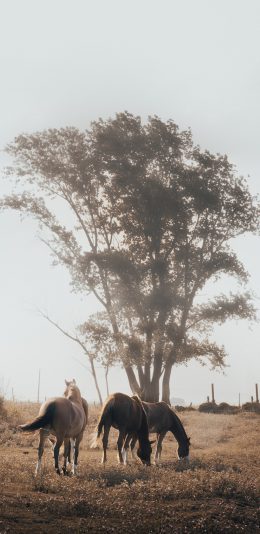 [2436x1125]野外 马群 草地 放牧 苹果手机壁纸图片