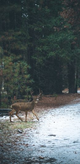 [2436x1125]野外 鹿 树林 小道 苹果手机壁纸图片