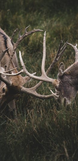 [2436x1125]野外 鹿角 争斗 草莓 苹果手机壁纸图片