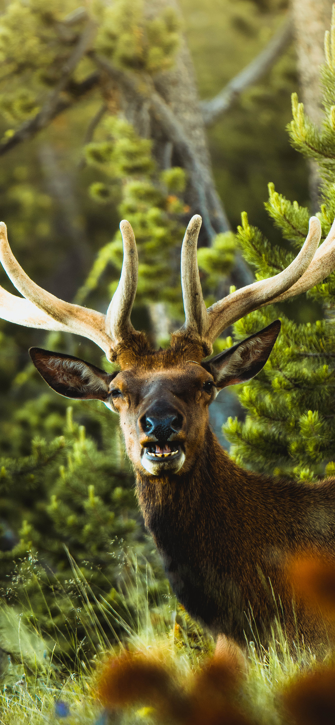 [2436×1125]野外 鹿角 野鹿 森林 苹果手机壁纸图片