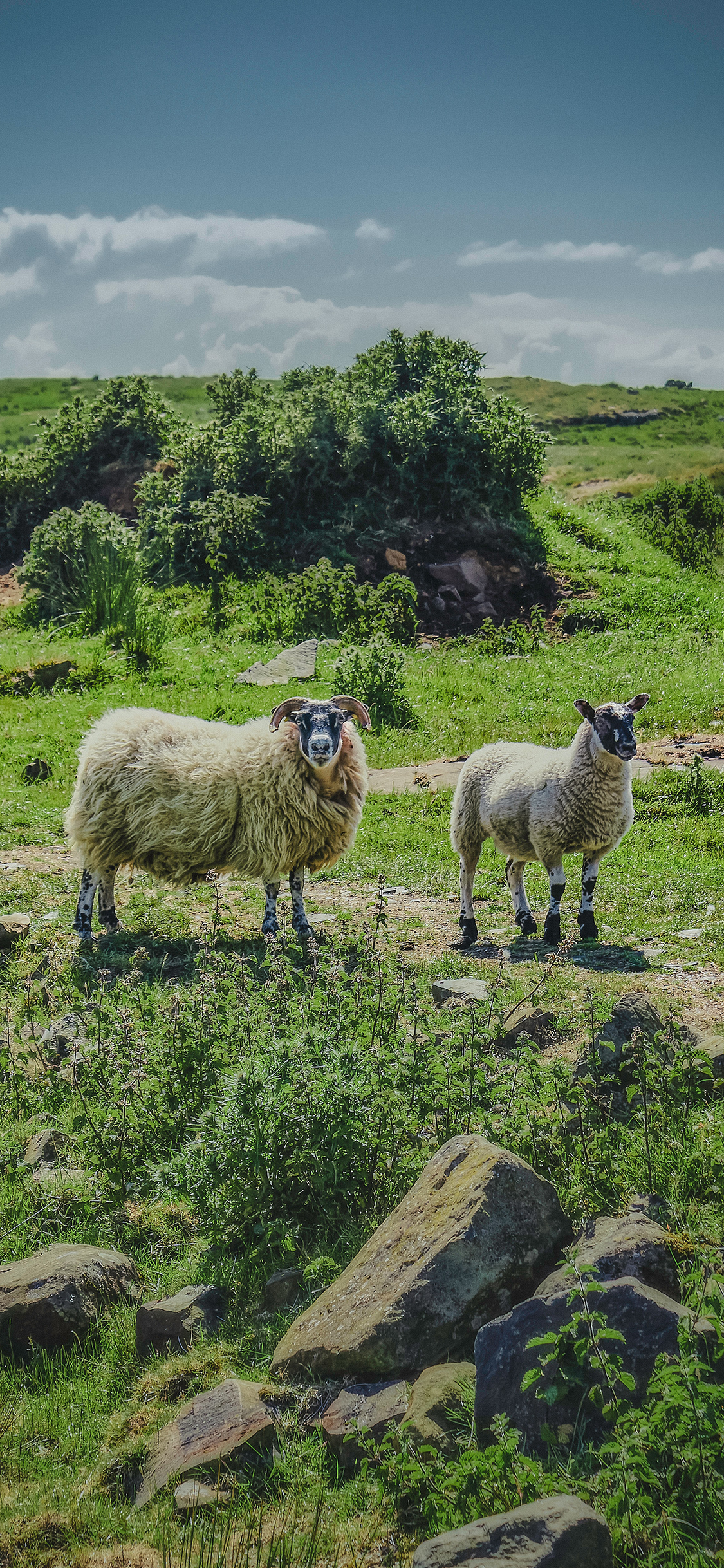 [2436×1125]野外放牧 绵羊 草地 苹果手机壁纸图片
