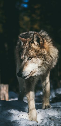 [2436x1125]野狼 雪地 猛兽 皮毛 苹果手机壁纸图片