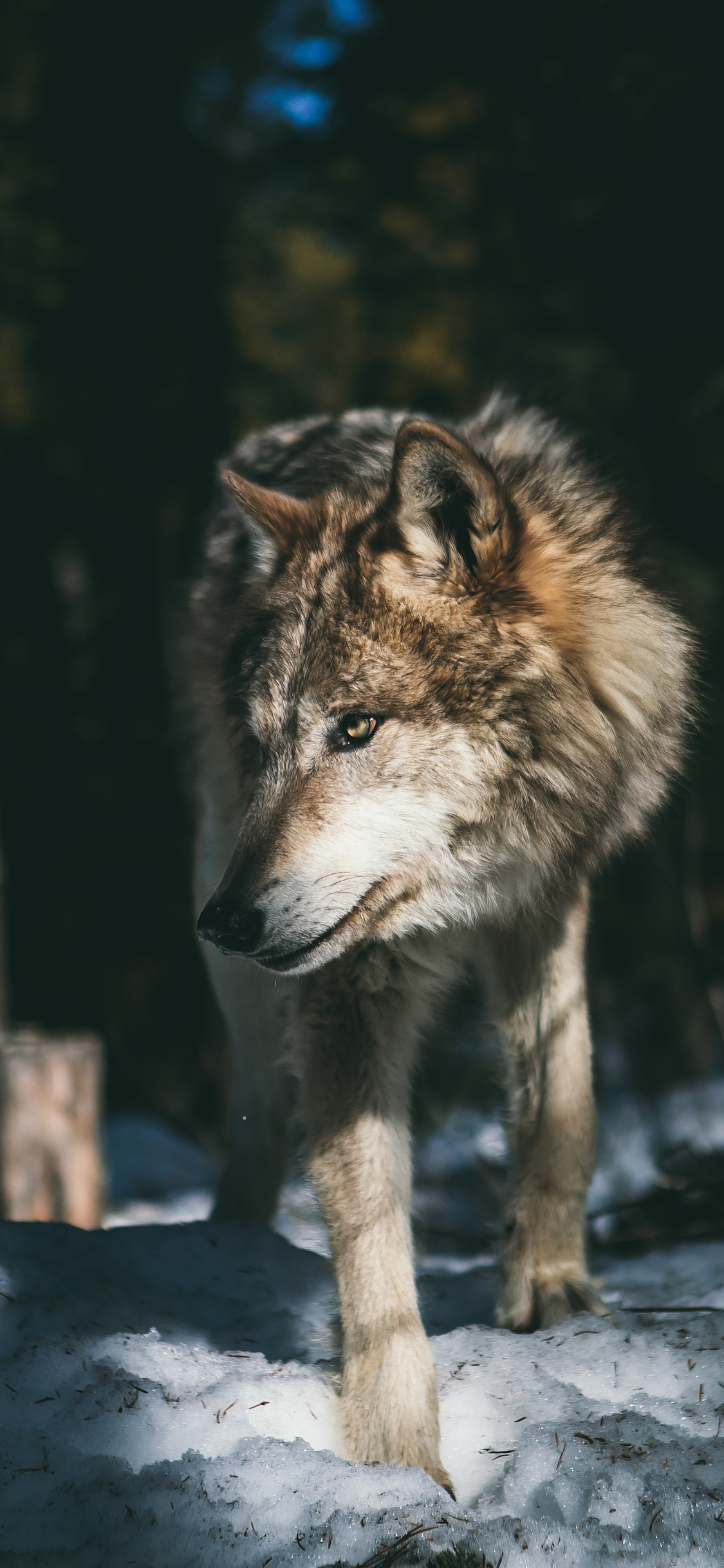 [2436×1125]野狼 雪地 猛兽 皮毛 苹果手机壁纸图片