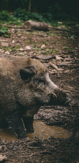 [2436x1125]野猪 野外 水坑 猛兽 苹果手机壁纸图片