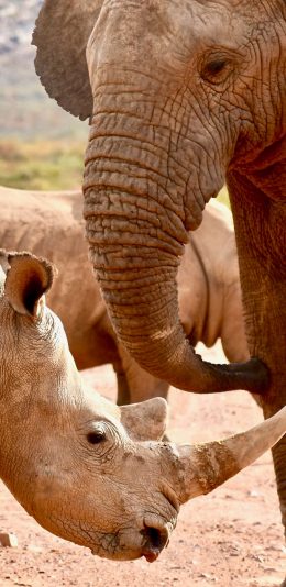 [2436x1125]野生 大象 犀牛 共处 苹果手机壁纸图片