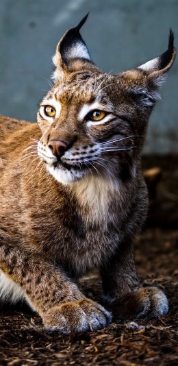 [2436x1125]野生 猞猁 豹纹 耳朵 苹果手机壁纸图片