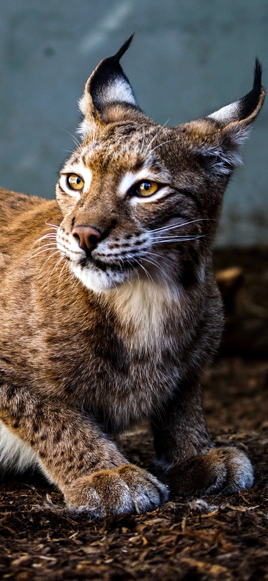 [2436×1125]野生 猞猁 豹纹 耳朵 苹果手机壁纸图片
