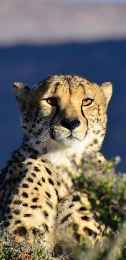 [2436x1125]野生 非洲 猎豹 豹纹 苹果手机壁纸图片