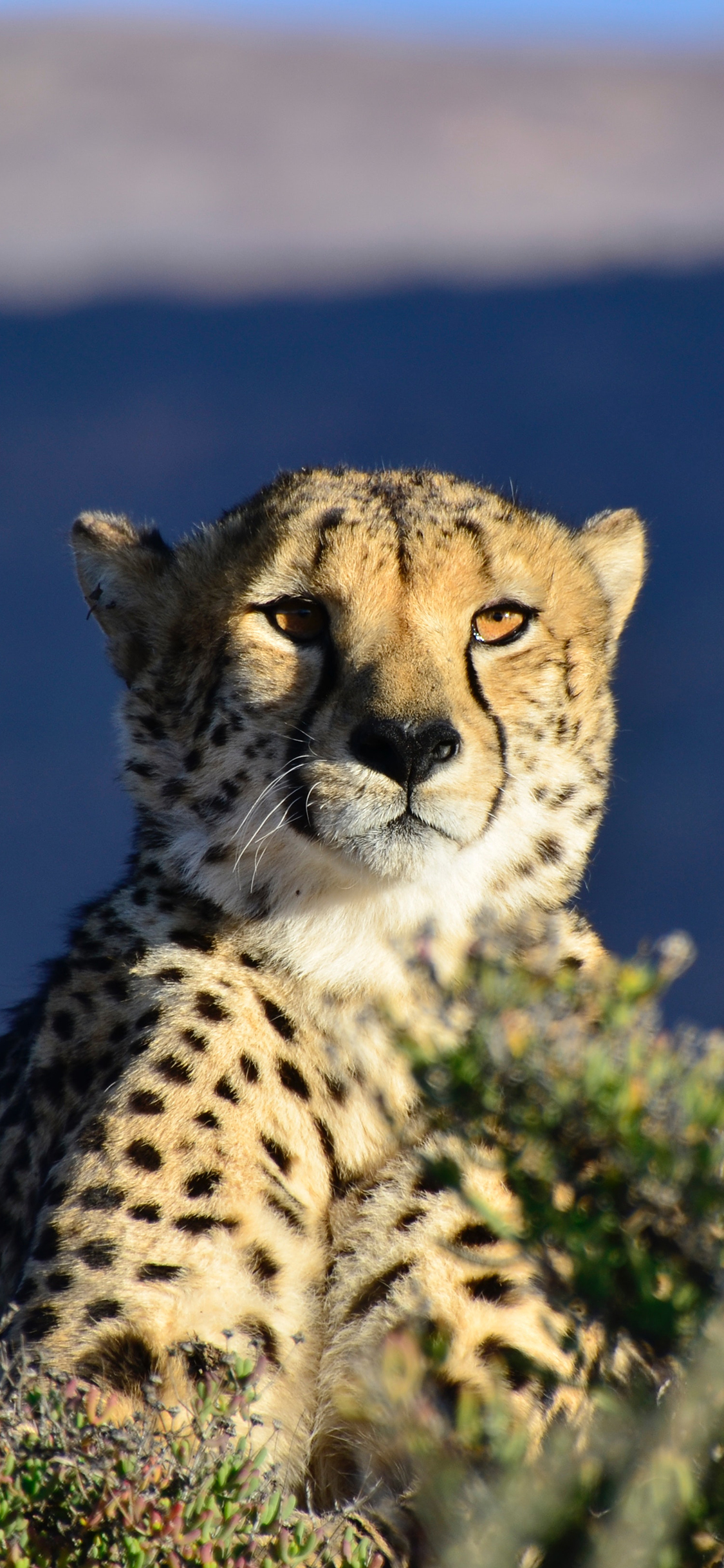 [2436×1125]野生 非洲 猎豹 豹纹 苹果手机壁纸图片
