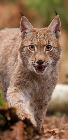 [2436x1125]野生动物 猞猁 猫科 苹果手机壁纸图片