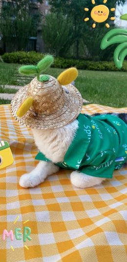 [2436x1125]野餐 桌布 猫咪 帽子 可爱 苹果手机壁纸图片