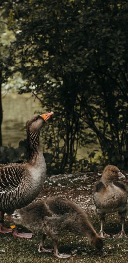 [2436x1125]野鸭 野外 放养 走禽 苹果手机壁纸图片