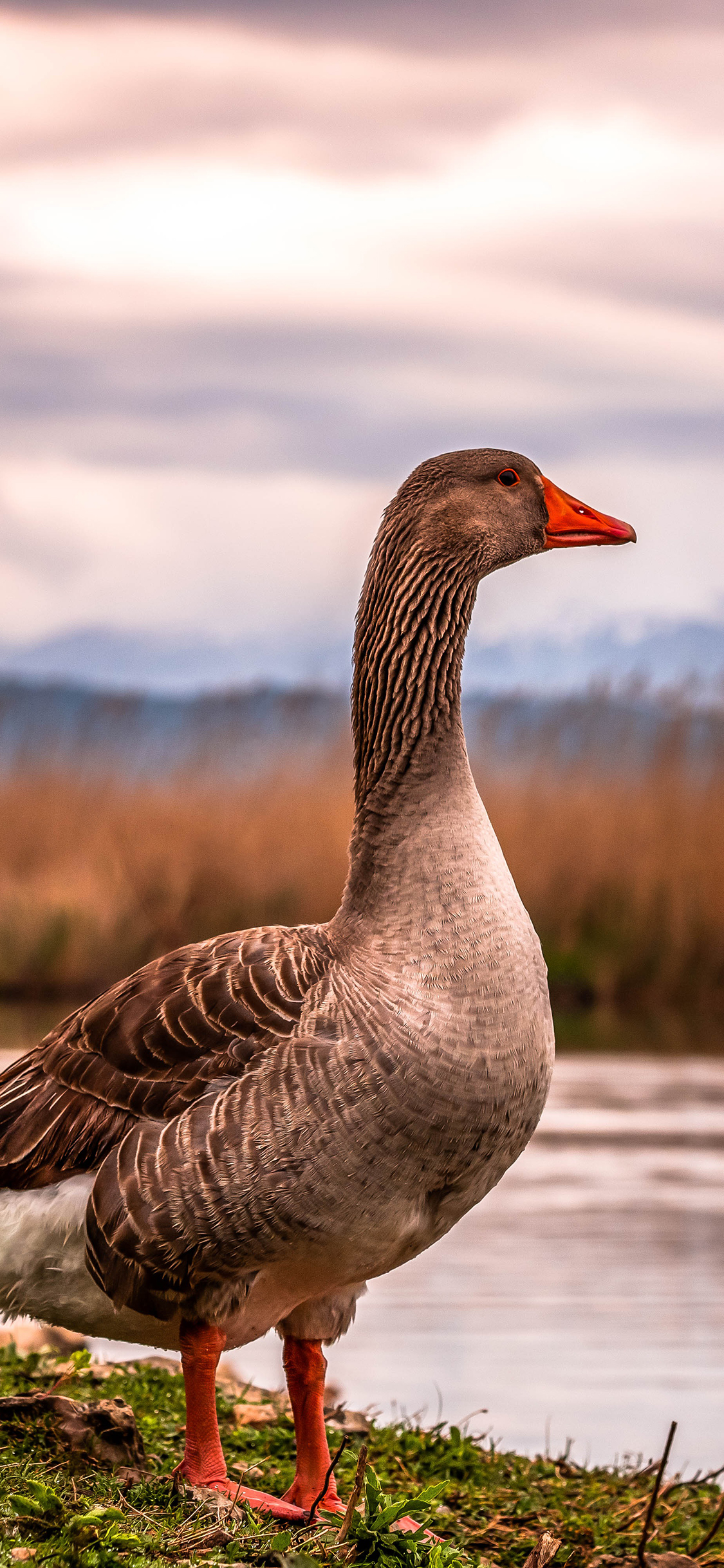 [2436×1125]野鹅 禽类 湖边 翅膀 苹果手机壁纸图片