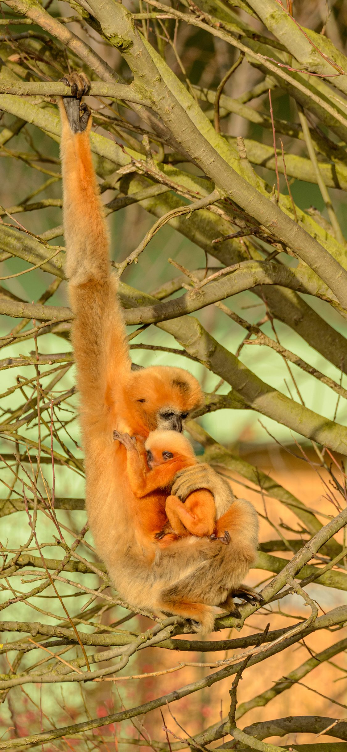[2436×1125]金丝猴 亲子 幼仔 树枝 树干 苹果手机壁纸图片