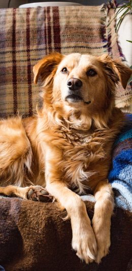 [2436x1125]金毛 宠物  沙发  皮毛 苹果手机壁纸图片