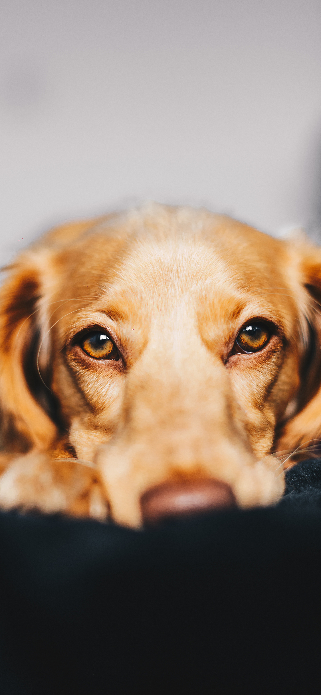 [2436×1125]金毛 宠物 大眼 乖巧 苹果手机壁纸图片