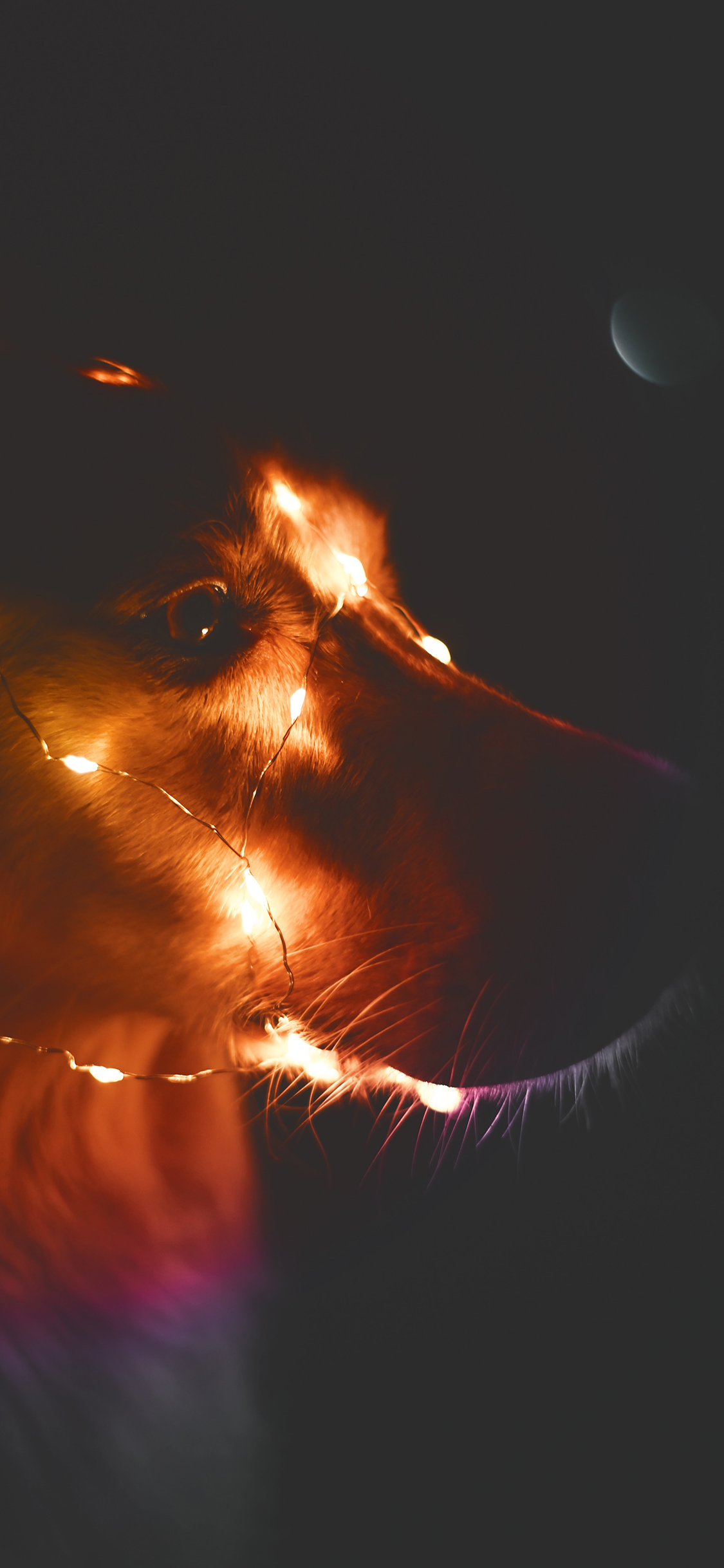 [2436×1125]金毛 宠物 灯光 夜晚 苹果手机壁纸图片