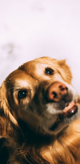 [2436x1125]金毛 宠物 犬类 狗 苹果手机壁纸图片