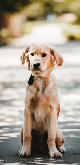 [2436x1125]金毛 宠物 狗 犬类 苹果手机壁纸图片