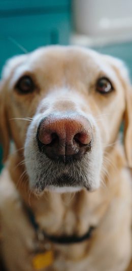 [2436x1125]金毛 拉布拉多 宠物 项圈 鼻子 苹果手机壁纸图片