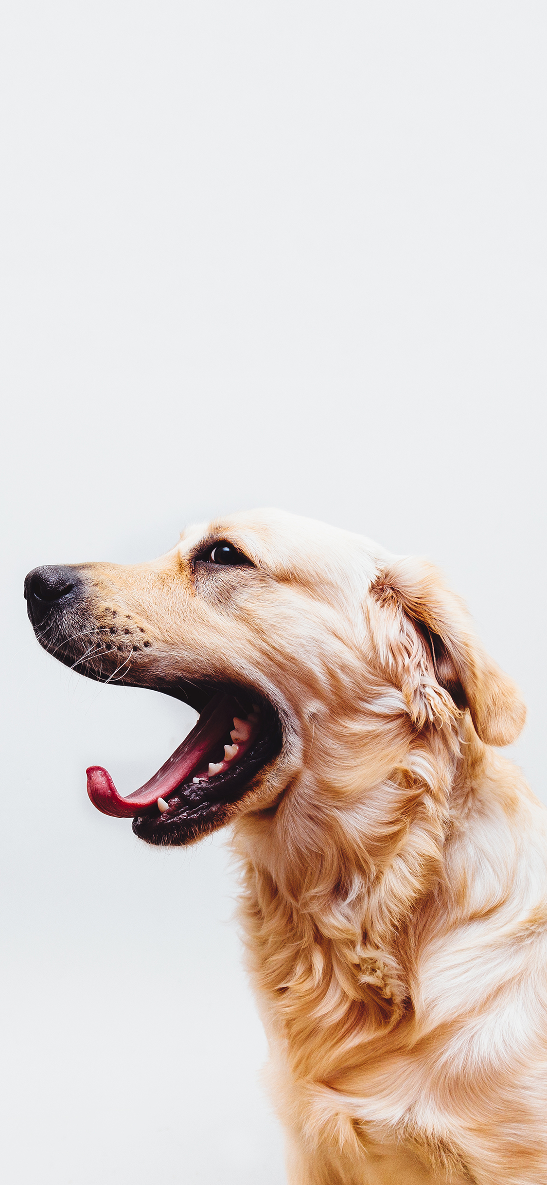 [2436×1125]金毛 犬  狗 宠物 汪星人 苹果手机壁纸图片