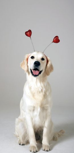 [2436x1125]金毛 犬 狗 汪星人 可爱 头箍 宠物 苹果手机壁纸图片