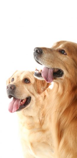 [2436x1125]金毛 犬 狗 汪星人 宠物 吐舌 苹果手机壁纸图片