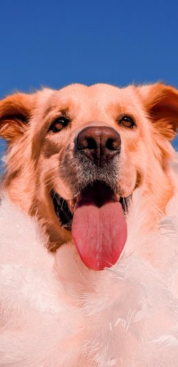 [2436x1125]金毛 犬 狗 汪星人 羽毛 吐舌 苹果手机壁纸图片