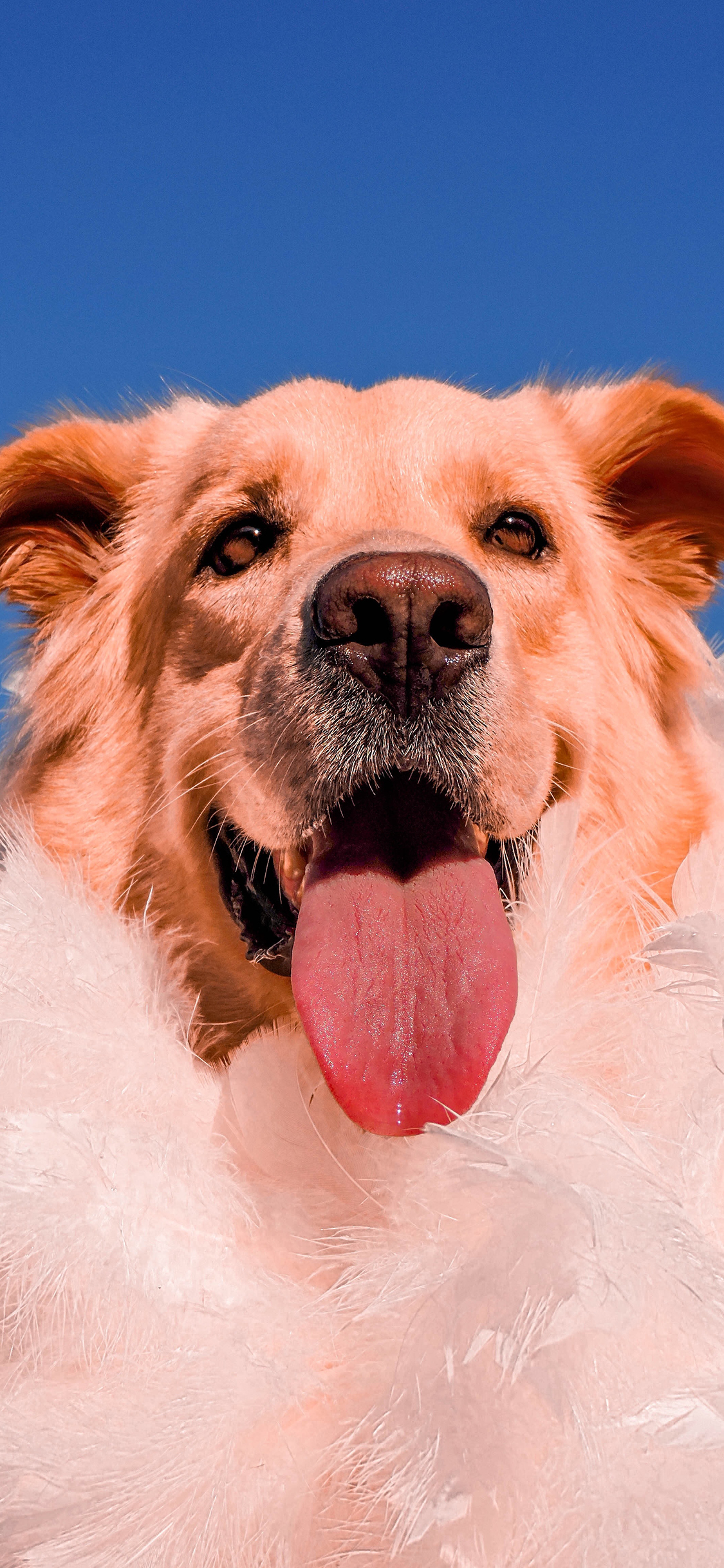 [2436×1125]金毛 犬 狗 汪星人 羽毛 吐舌 苹果手机壁纸图片