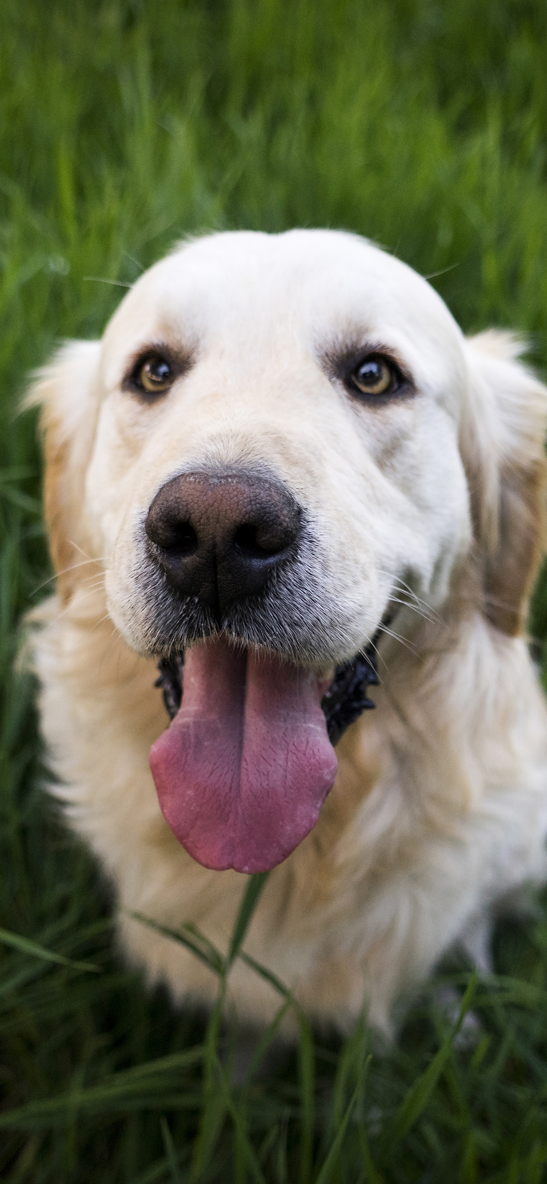 [2436×1125]金毛 狗 汪星人 草地上 乖巧 苹果手机壁纸图片